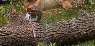 How Our Tree Care Process Works  in  Rutherford, TN